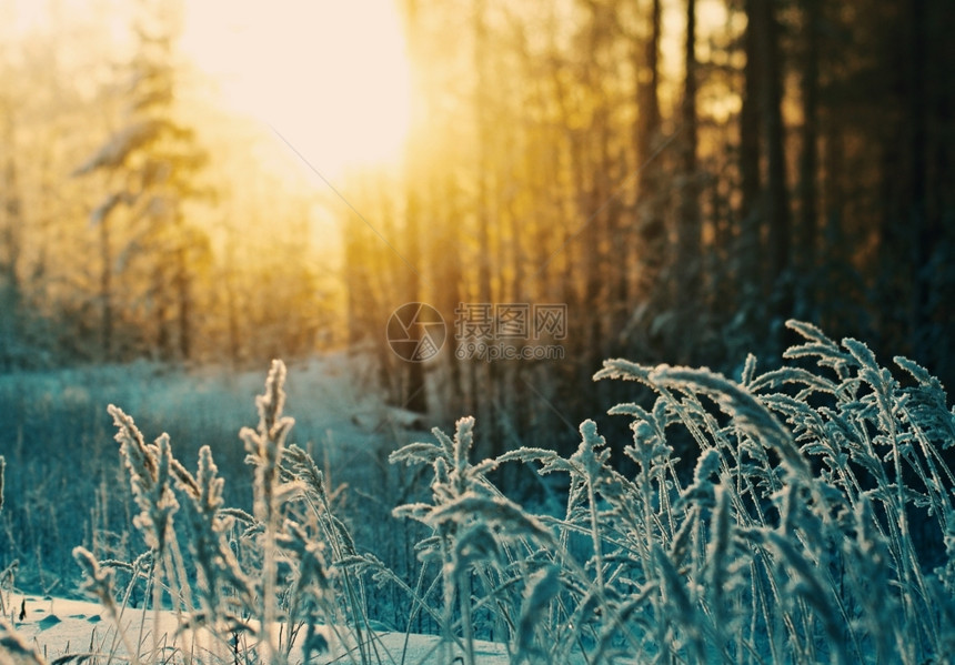 森林景观冬季现场冻结的花朵松林和日落雪图片