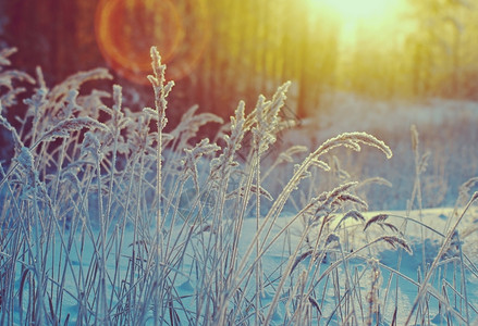 自然美丽冬季现场冻结的花朵松林和日落冬天图片