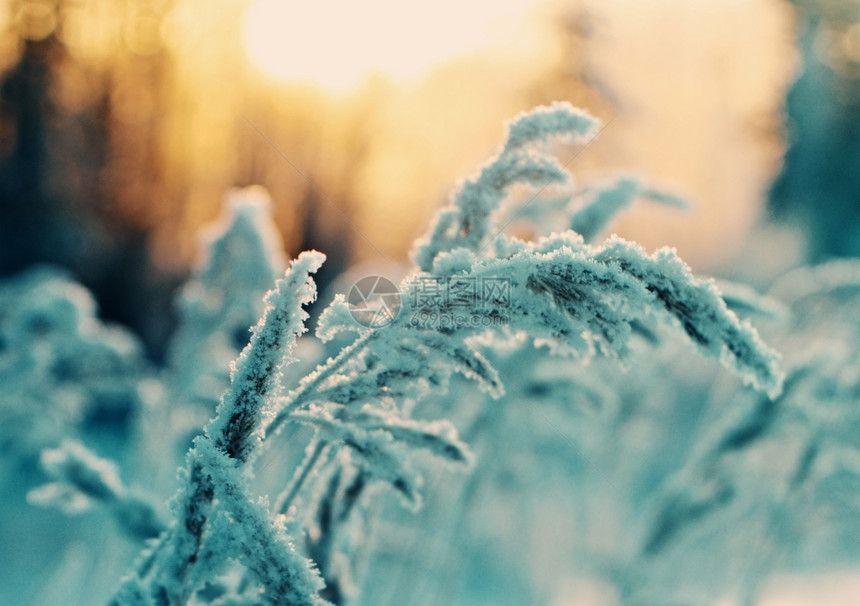 俄罗斯冬季现场冻结的花朵松林和日落雪森图片