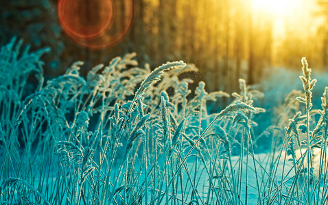 覆盖旅行冬季现场冻结的花朵松林和日落霜图片