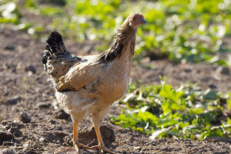 乡村的生态农业一只棕色鸡的肖像图片