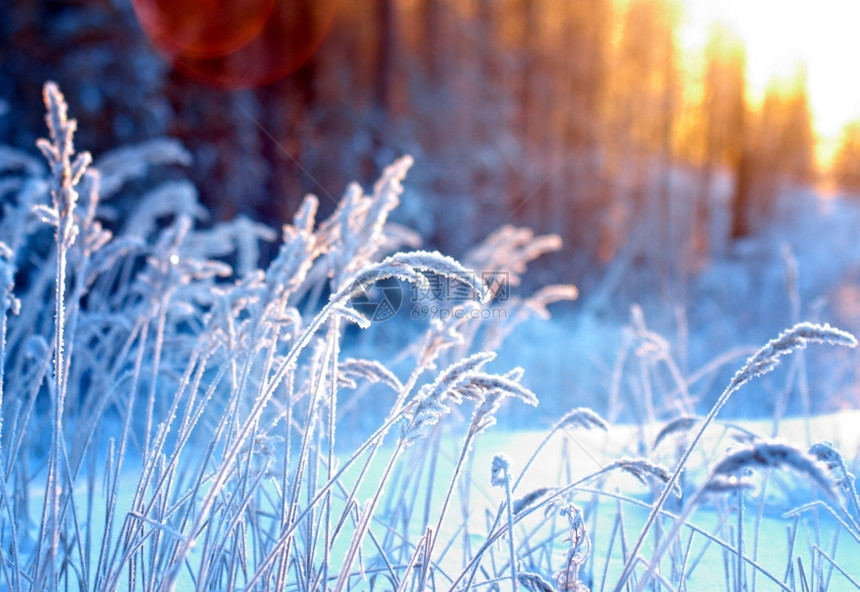 冬季现场冻结的花朵松林和日落树蓝色的白图片