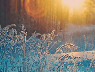 木头冬季现场冻结的花朵松林和日落冷冻旅行图片