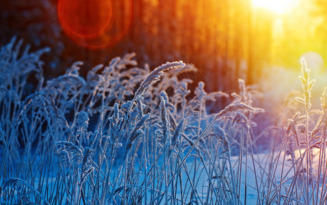 雪冬季现场冻结的花朵松林和日落旅行雪花图片