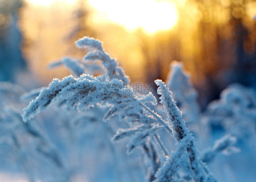 霜冬季现场冻结的花朵松林和日落雪堆户外图片