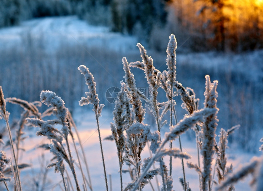 冷冻美丽冬季现场结的花朵松林和日落雪图片