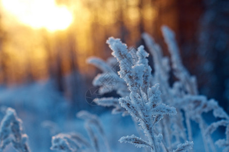 覆盖雪冬季现场冻结的花朵松林和日落景观图片