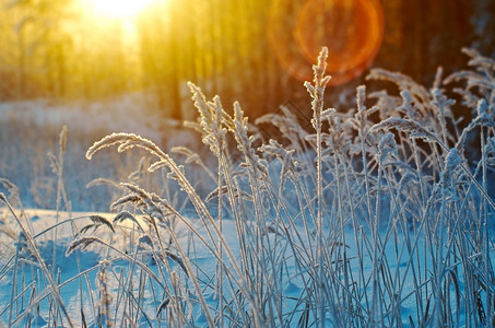 霜季节旅行冬现场冻结的花朵松林和日落背景图片