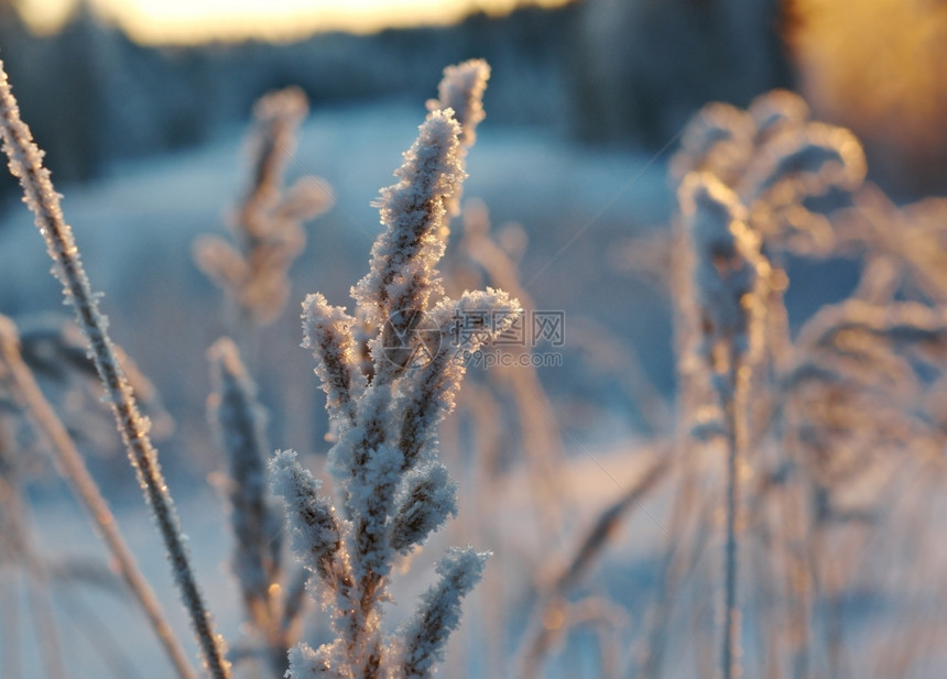 雪木头冬季现场冻结的花朵松林和日落场景图片