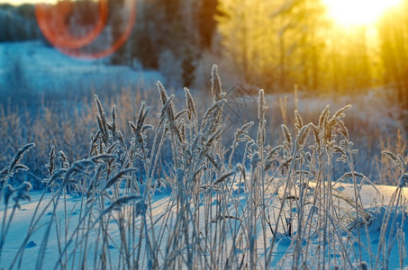 冬季风景植物日光照耀图片