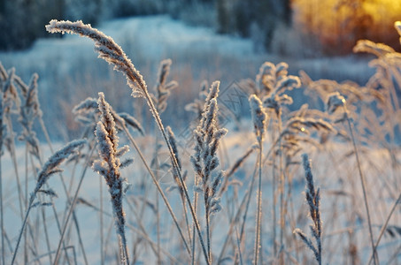 冬季现场冻结的花朵松林和日落天空仙境场景图片