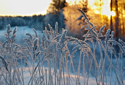 冷冻寒的季节冬现场冻结的花朵松林和日落背景图片
