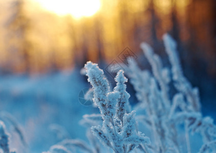 天空冬季现场冻结的花朵松林和日落美丽雪花图片
