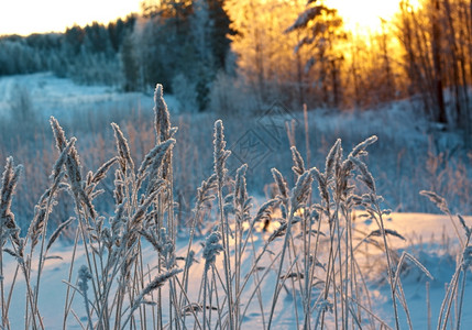 冬季现场冻结的花朵松林和日落树冷冻覆盖图片