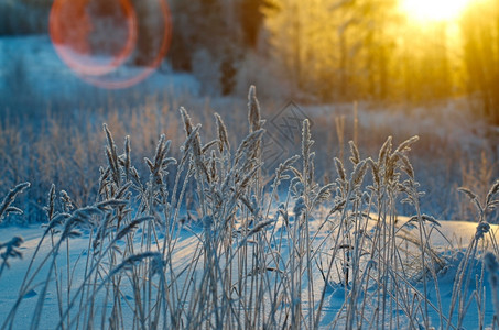 冰冬季现场冻结的花朵松林和日落天空美丽图片