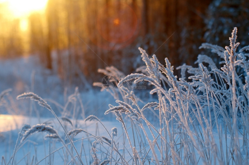 俄罗斯霜冬季现场冻结的花朵松林和日落木头图片