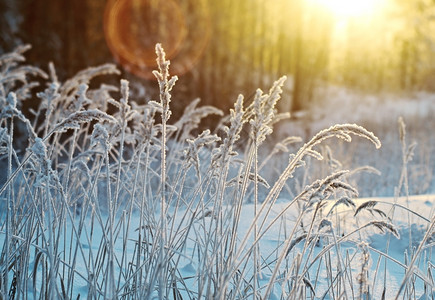 霜冬天场景季现冻结的花朵松林和日落图片