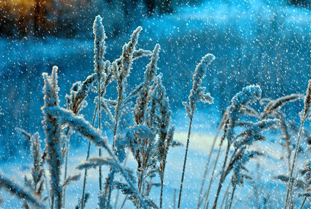 雪堆冷冻寒的冬季现场冻结花朵松林和日落图片