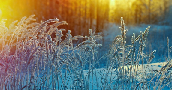 自然冬季现场冻结的花朵松林和日落冰森图片
