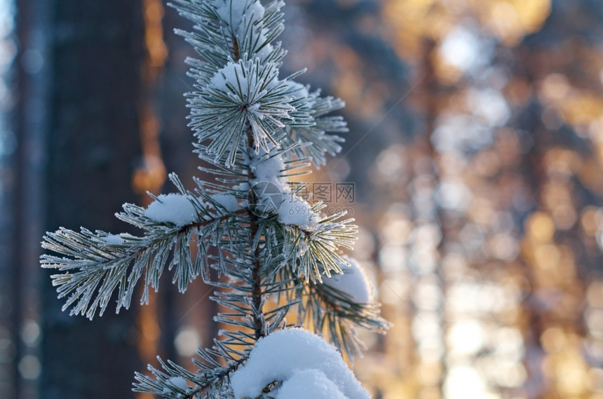 木头冬季风景与松林和日落树蓝色的图片