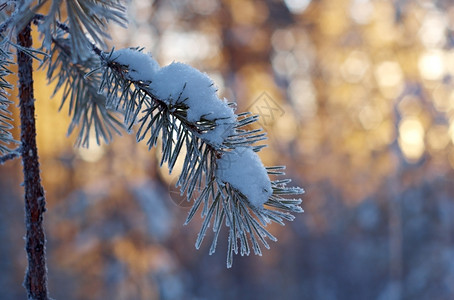冬季风景与松林和日落场景俄罗斯森林图片