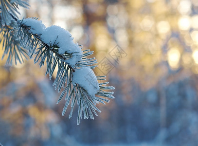 蓝色的美丽俄罗斯冬季风景与松林和日落图片