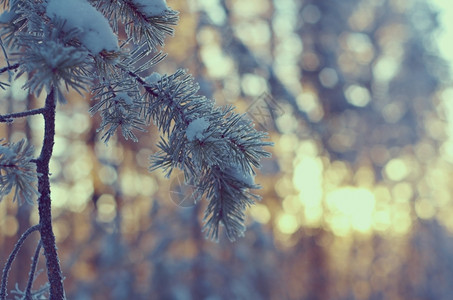 冬季松林风景特写图片