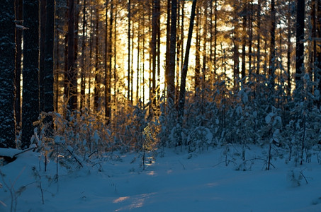 冬季风景与松林和日落雪美丽寒冷的图片
