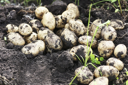 收获土豆从地里挖出来的土豆特写夏天出去地面图片