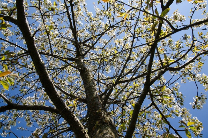 天空植物晴白花樱桃树的低角度图像图片