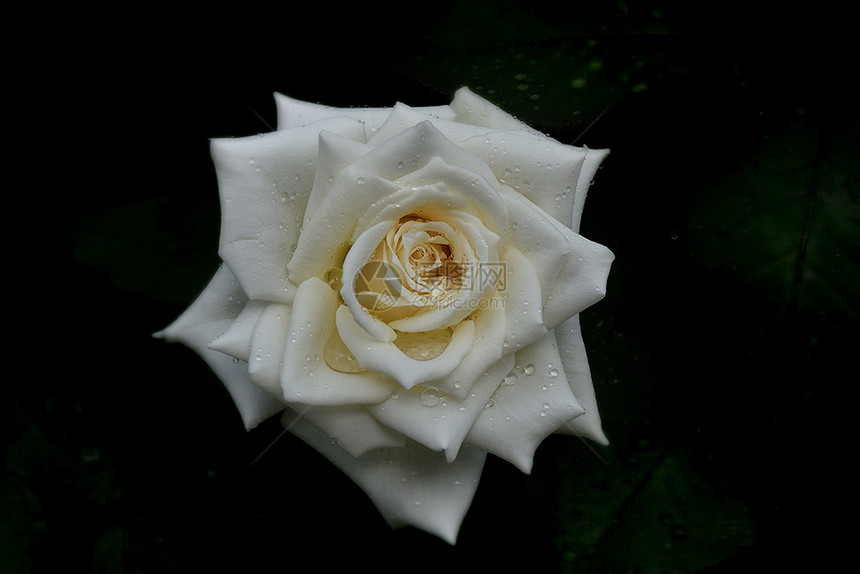 花朵夏日下雨之后的白玫瑰花植物群降低图片