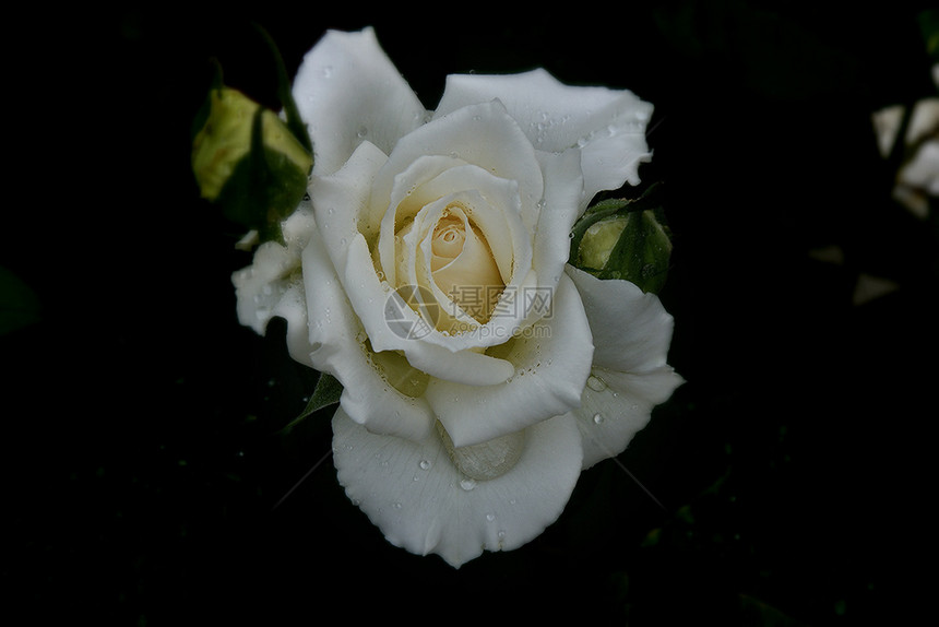 一种水色夏日下雨之后的白玫瑰花植物群图片