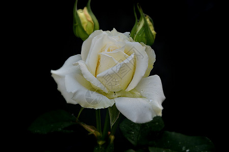 降低夏日下雨之后的白玫瑰花美丽植物图片