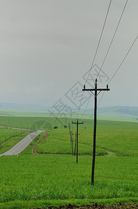 公路旁边的田地上电线一种植物图片