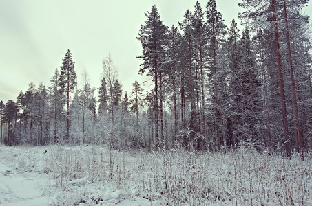 天空树木冬季风景松雪林下的背景图片