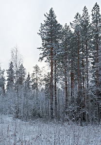 自然冬季风景松树雪林木头下的图片