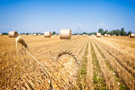 金的场地庄稼田间小麦在收割后用稻草果子在田地上吃图片