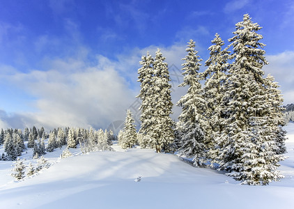 瑞士Jura山的Fir树冬季瑞士天气针叶白色的高清图片