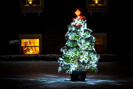 户外夜间点亮圣诞树图片