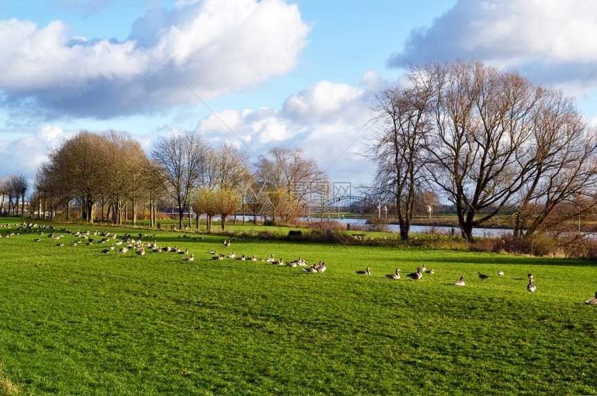 阳光鹅荷兰Hevea村莱茵阿纳姆河沿岸的洪泛地带肥羊草牧场图片
