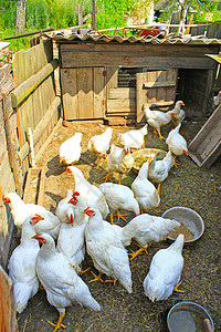 动物喙一顿饭家禽养鸡场的母白在家禽养场吃图片