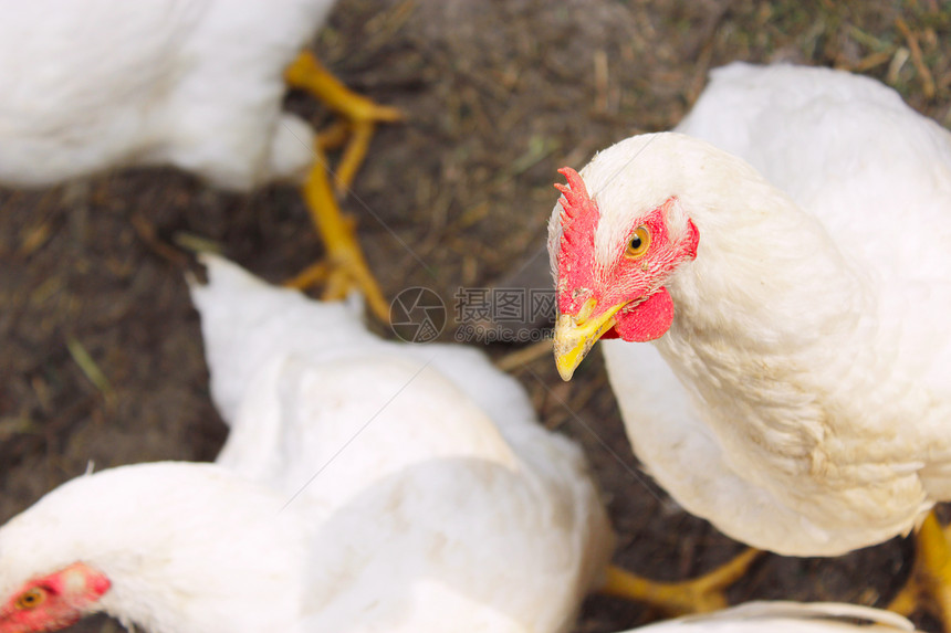 村庄动物养鸡场的母白母头农业图片