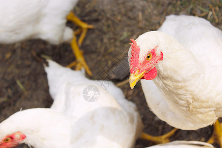 村庄动物养鸡场的母白母头农业图片