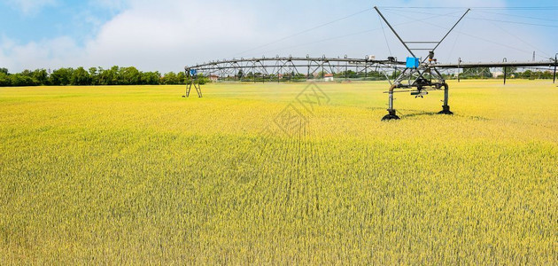 纳达林绿色水小麦田的轮子灌溉系统农业技术图片