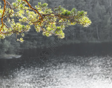 针叶云杉森林湖和岸边背景上的松树枝图片