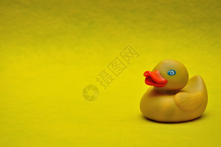 黄色背景的橡皮鸭漂浮一种黄色的图片