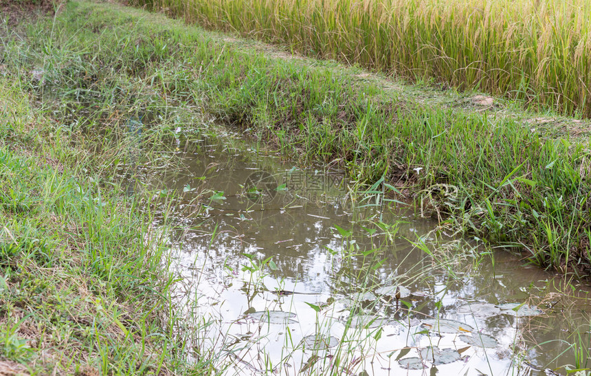 草自然的种植园Natrual小沟渠在稻田中含水百合图片
