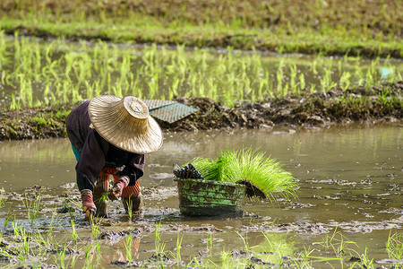 农村亚洲人场民移植稻田水树苗图片