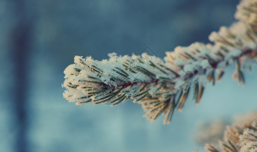 冷冻雪堆松枝冬季风景与松林和日落浅的野外深处寒冷图片