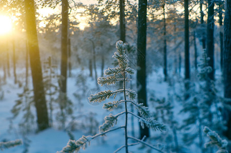 圣诞节户外松雪枝冬季风景与松林和日落浅的野外深处分支图片